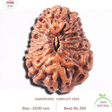 Load image into Gallery viewer, 14 mukhi Indonesian Rudraksha -  Bead No. 354
