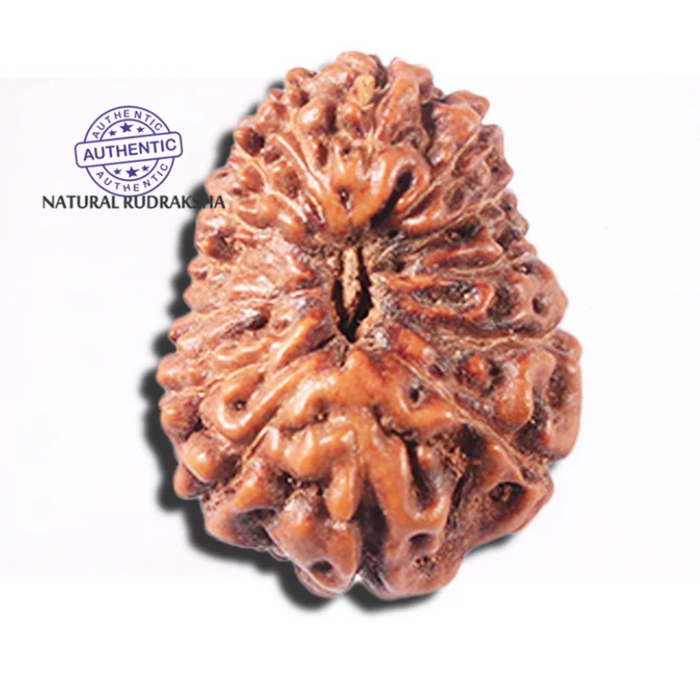 14 mukhi Indonesian Rudraksha -  Bead No. 354