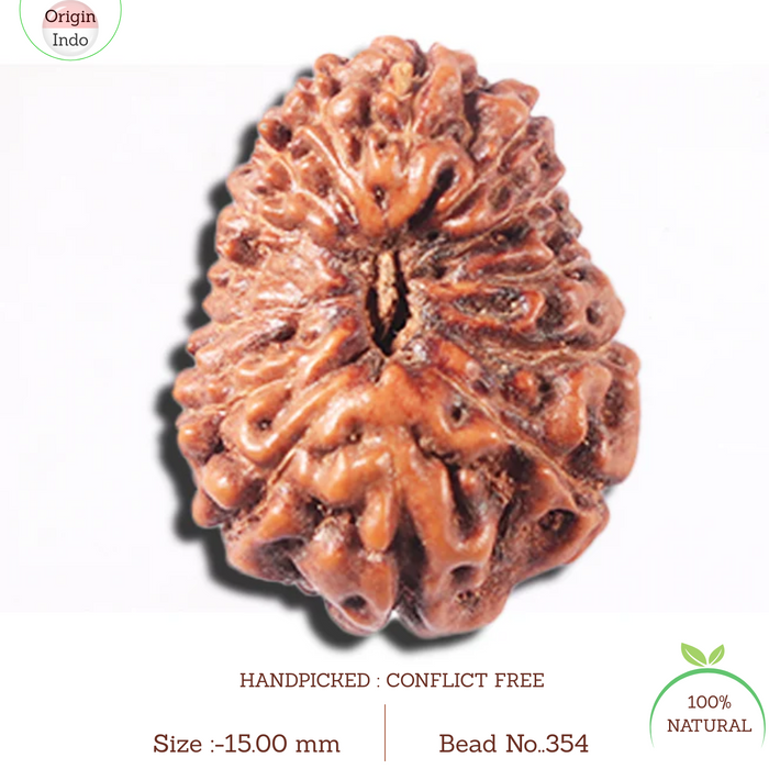 14 mukhi Indonesian Rudraksha -  Bead No. 354