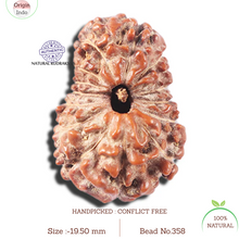 Load image into Gallery viewer, 14 mukhi Indonesian Rudraksha -  Bead No. 358
