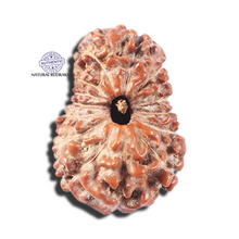 Load image into Gallery viewer, 14 mukhi Indonesian Rudraksha -  Bead No. 358
