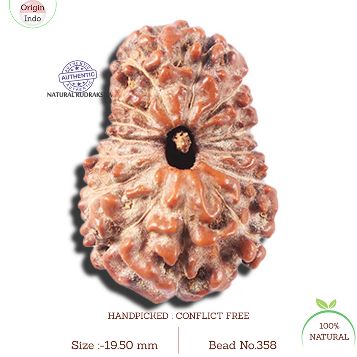 14 mukhi Indonesian Rudraksha -  Bead No. 358