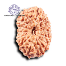 Load image into Gallery viewer, 14 mukhi Indonesian Rudraksha -  Bead No. 367
