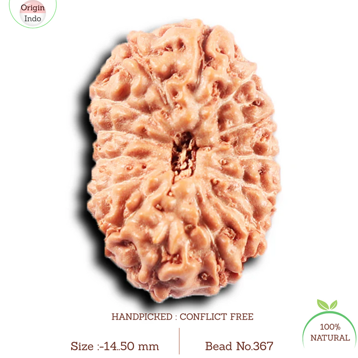 14 mukhi Indonesian Rudraksha -  Bead No. 367