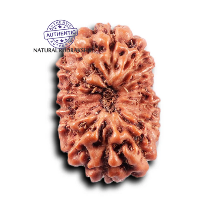 14 mukhi Indonesian Rudraksha -  Bead No. 369