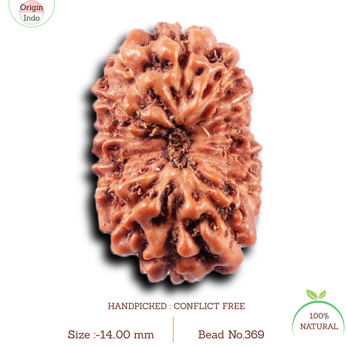 14 mukhi Indonesian Rudraksha -  Bead No. 369