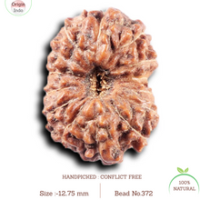 Load image into Gallery viewer, 14 mukhi Indonesian Rudraksha -  Bead No. 372
