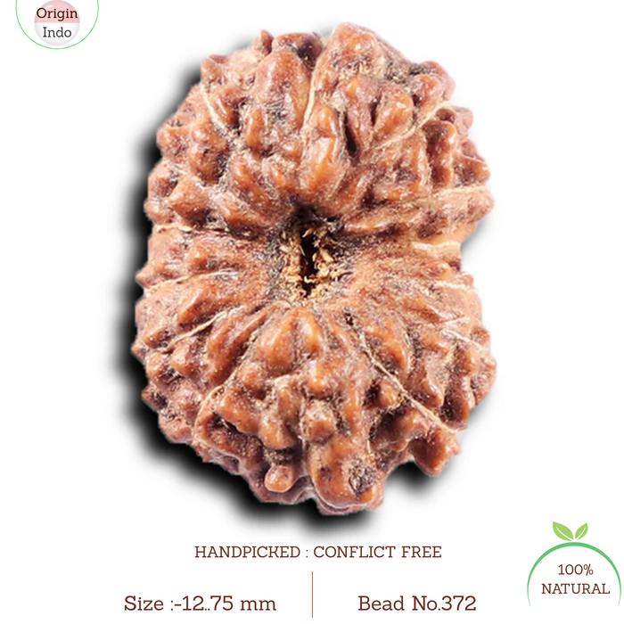 14 mukhi Indonesian Rudraksha -  Bead No. 372