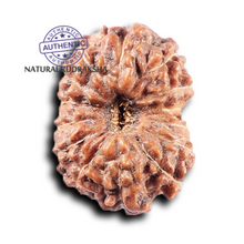 Load image into Gallery viewer, 14 mukhi Indonesian Rudraksha -  Bead No. 372
