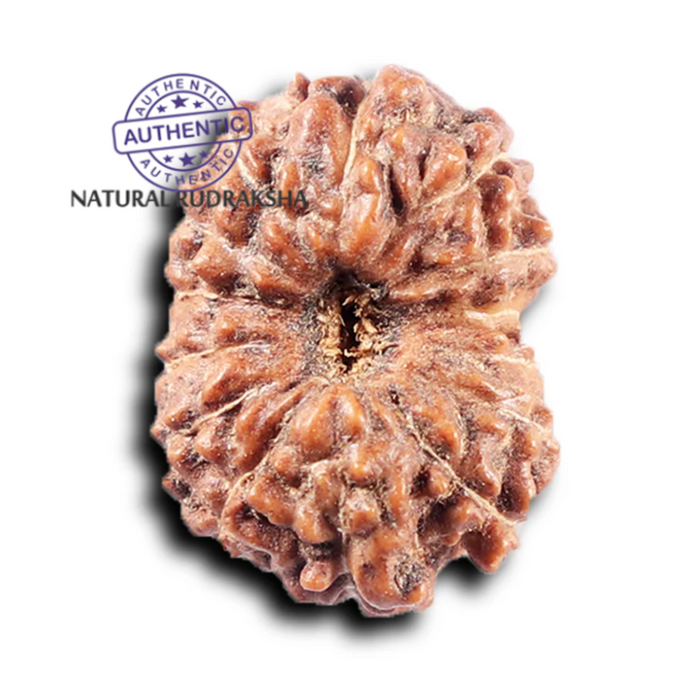 14 mukhi Indonesian Rudraksha -  Bead No. 372