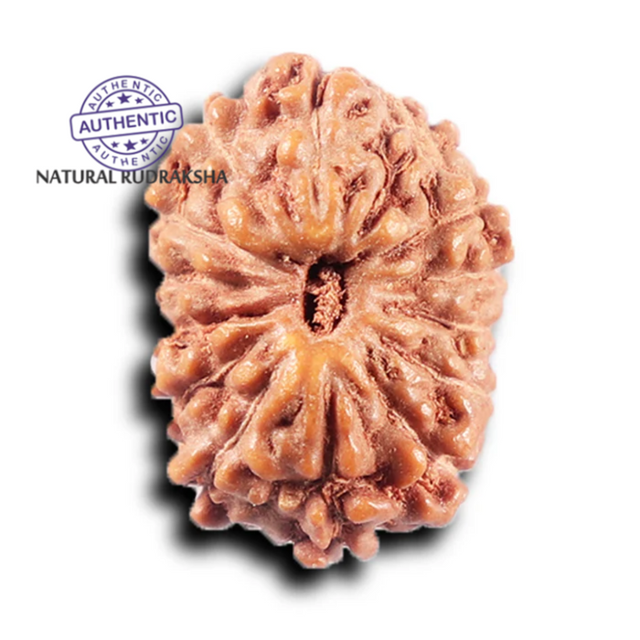14 mukhi Indonesian Rudraksha -  Bead No. 378