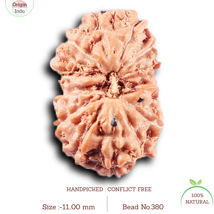 14 mukhi Indonesian Rudraksha -  Bead No. 380