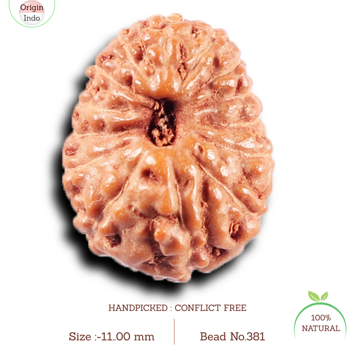 14 mukhi Indonesian Rudraksha -  Bead No. 381