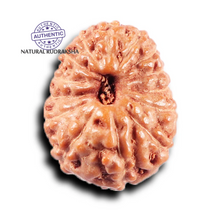 Load image into Gallery viewer, 14 mukhi Indonesian Rudraksha -  Bead No. 381
