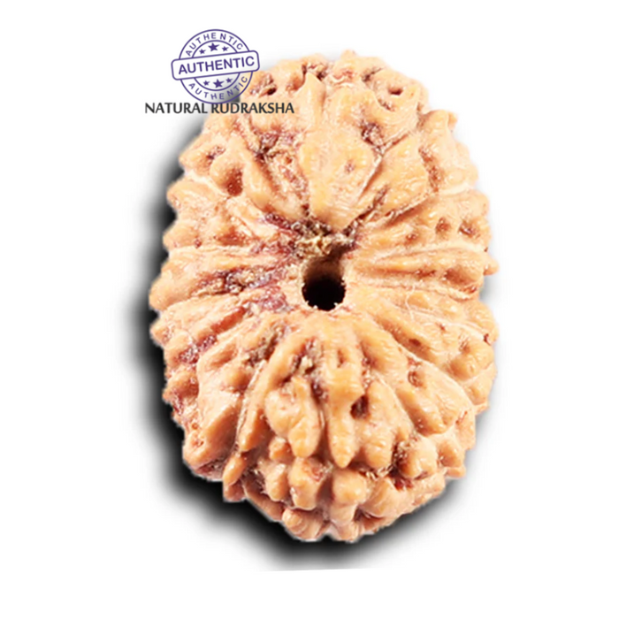 14 mukhi Indonesian Rudraksha -  Bead No. 383