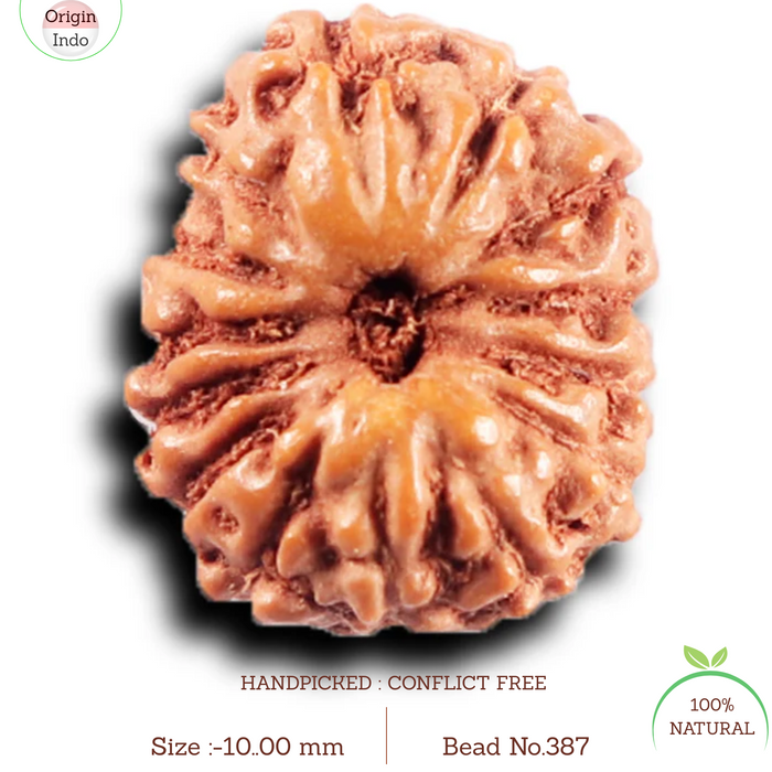 14 mukhi Indonesian Rudraksha -  Bead No. 387