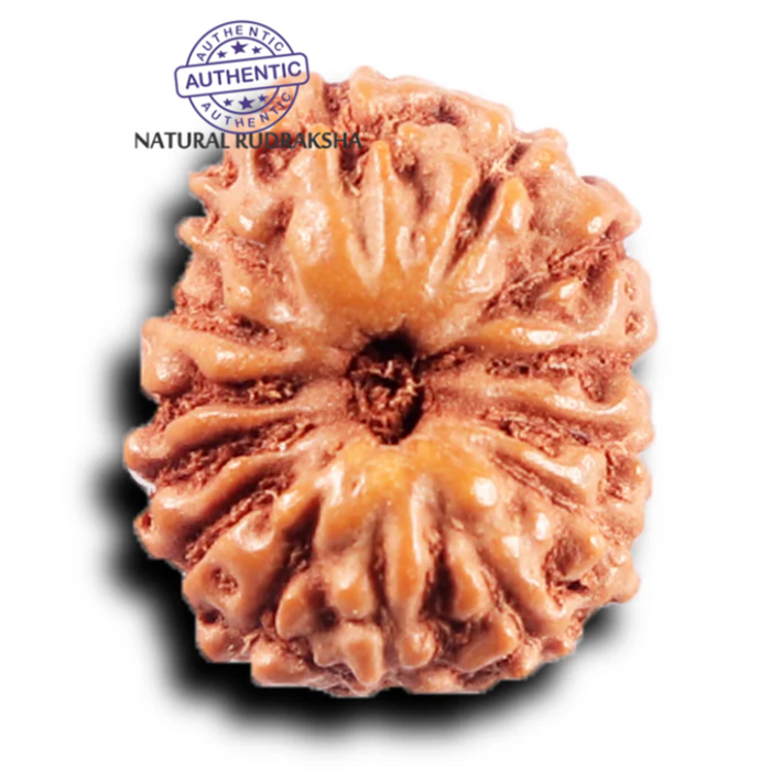 14 mukhi Indonesian Rudraksha -  Bead No. 387