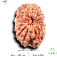 Load image into Gallery viewer, 14 mukhi Indonesian Rudraksha -  Bead No. 388
