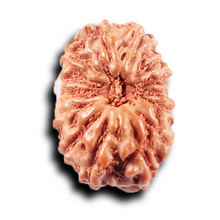 Load image into Gallery viewer, 14 mukhi Indonesian Rudraksha -  Bead No. 388
