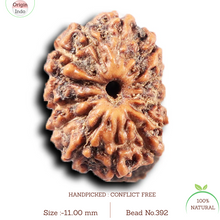 Load image into Gallery viewer, 14 mukhi Indonesian Rudraksha -  Bead No. 392

