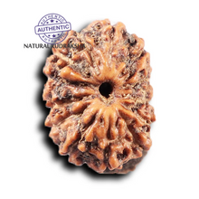Load image into Gallery viewer, 14 mukhi Indonesian Rudraksha -  Bead No. 392
