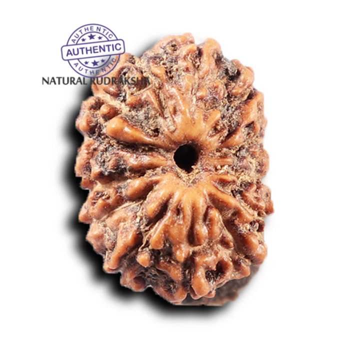 14 mukhi Indonesian Rudraksha -  Bead No. 392
