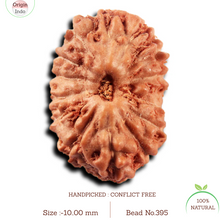 Load image into Gallery viewer, 14 mukhi Indonesian Rudraksha -  Bead No. 395
