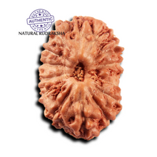 Load image into Gallery viewer, 14 mukhi Indonesian Rudraksha -  Bead No. 395
