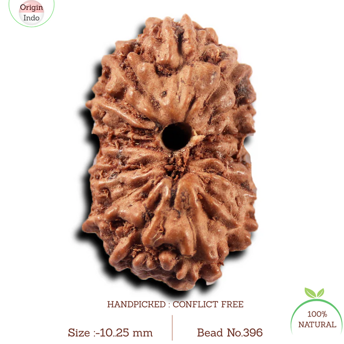 14 mukhi Indonesian Rudraksha -  Bead No. 396
