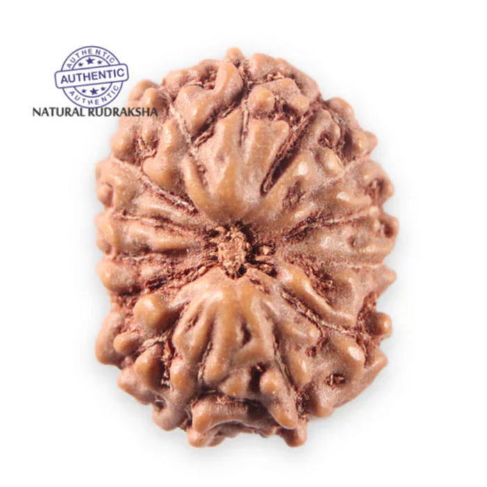 14 mukhi Indonesian Rudraksha -  Bead No. 398