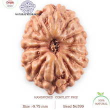 Load image into Gallery viewer, 14 mukhi Indonesian Rudraksha -  Bead No. 399
