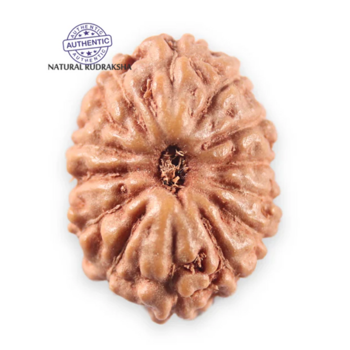 14 mukhi Indonesian Rudraksha -  Bead No. 399