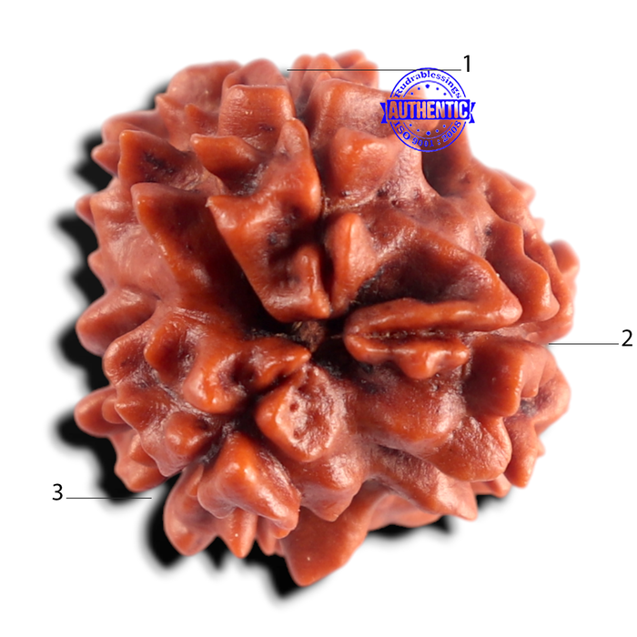 3 Mukhi Rudraksha from Nepal - Bead No. 432