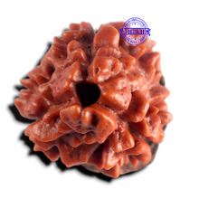 Load image into Gallery viewer, 3 Mukhi Rudraksha from Nepal - Bead No. 432
