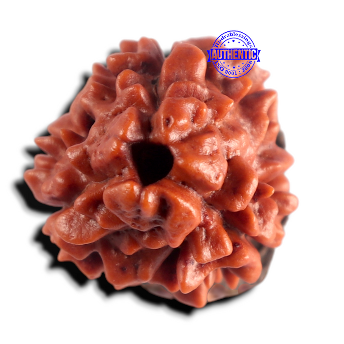 3 Mukhi Rudraksha from Nepal - Bead No. 432
