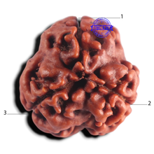 Load image into Gallery viewer, 3 Mukhi Rudraksha from Nepal - Bead No. 433
