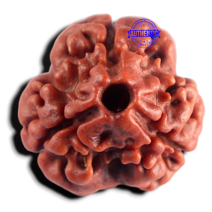 3 Mukhi Rudraksha from Nepal - Bead No. 433