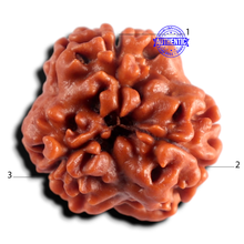 Load image into Gallery viewer, 3 Mukhi Rudraksha from Nepal - Bead No. 434
