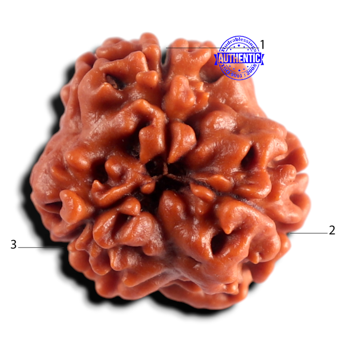 3 Mukhi Rudraksha from Nepal - Bead No. 434