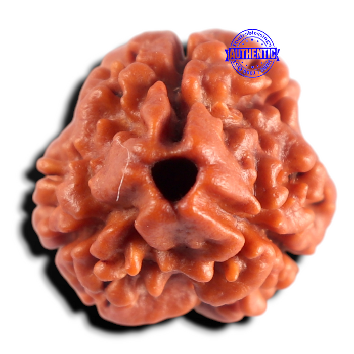 3 Mukhi Rudraksha from Nepal - Bead No. 434