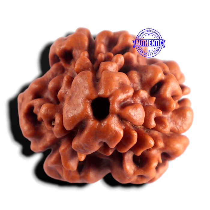 3 Mukhi Rudraksha from Nepal - Bead No. 435
