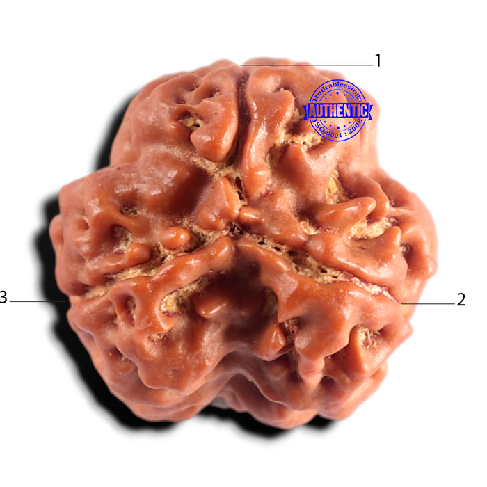 3 Mukhi Rudraksha from Nepal - Bead No. 436