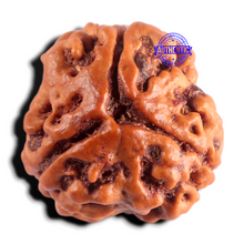 Load image into Gallery viewer, 3 Mukhi Rudraksha from Nepal - Bead No. 437
