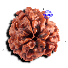 Load image into Gallery viewer, 3 Mukhi Rudraksha from Nepal - Bead No. 438

