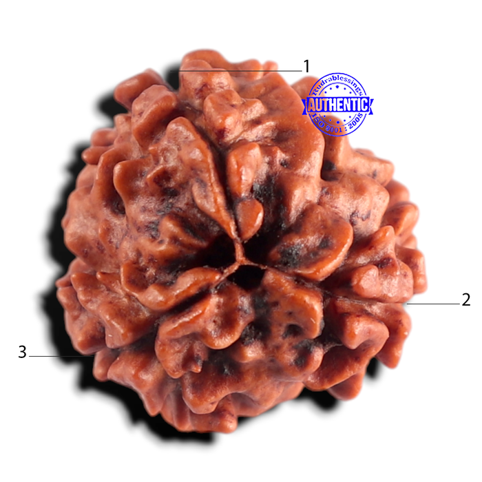 3 Mukhi Rudraksha from Nepal - Bead No. 438