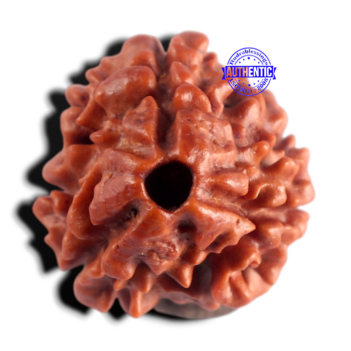3 Mukhi Rudraksha from Nepal - Bead No. 438