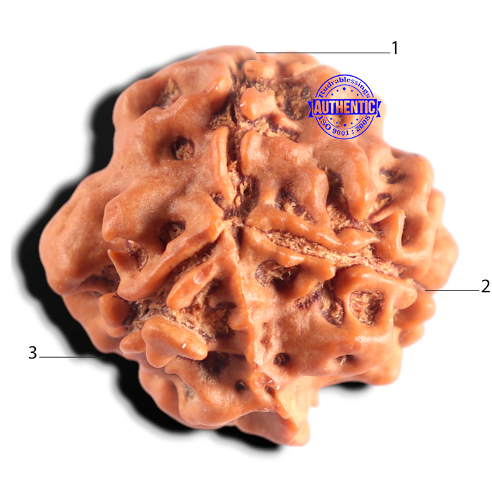3 Mukhi Rudraksha from Nepal - Bead No. 439