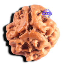 Load image into Gallery viewer, 3 Mukhi Rudraksha from Nepal - Bead No. 439
