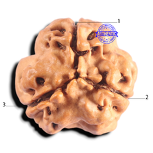 Load image into Gallery viewer, 3 Mukhi Rudraksha from Nepal - Bead No. 440
