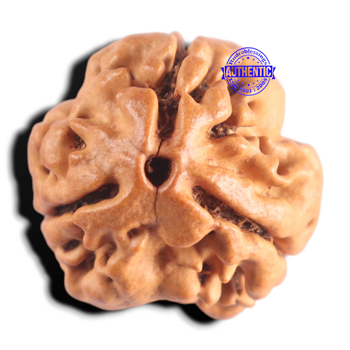 3 Mukhi Rudraksha from Nepal - Bead No. 440